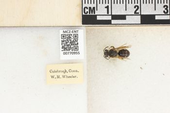 Media type: image;   Entomology 770955 Aspect: Labels